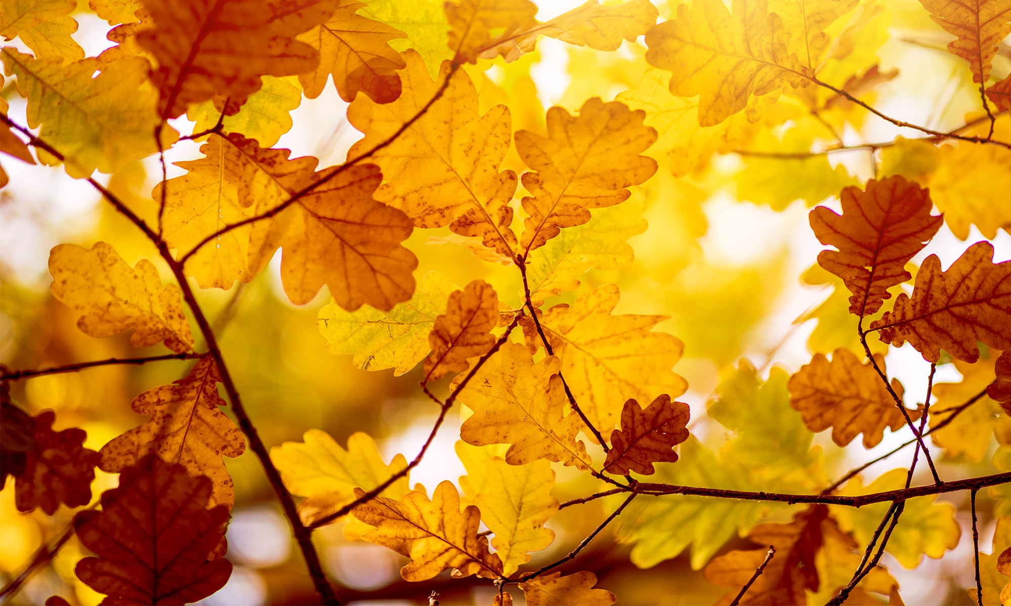 Autumn leaves in backlight